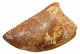 Serrated, Carcharodontosaurus Tooth - Real Dinosaur Tooth #351652-1